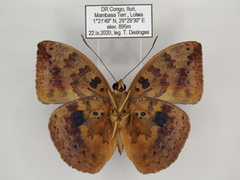Bebearia carshena