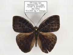 Euriphene saphirina saphirina
