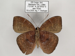 Euriphene saphirina saphirina