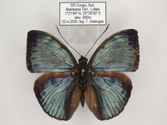 Bebearia carshena