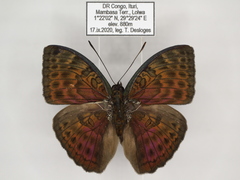 Bebearia languida