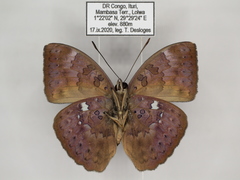 Bebearia languida