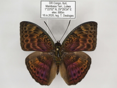 Bebearia languida