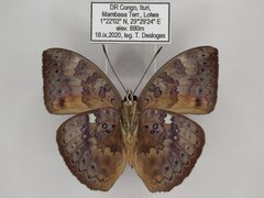 Bebearia languida