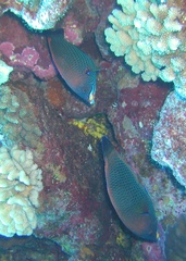 Pseudodax moluccanus
