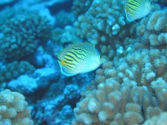 Chaetodon pelewensis