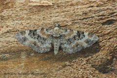 Eupithecia pulchellata