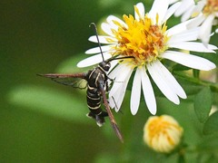 Carmenta phoradendri