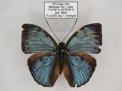 Bebearia carshena