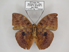 Bebearia carshena