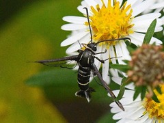 Carmenta phoradendri