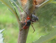 Dimidamus dimidiatus