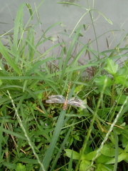 Paragomphus reinwardtii