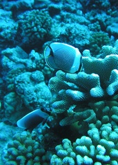 Chaetodon reticulatus