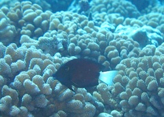 Ctenochaetus flavicauda