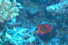 Centropyge loriculus