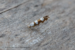 Argyresthia brockeella