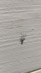 Myllocerus undecimpustulatus