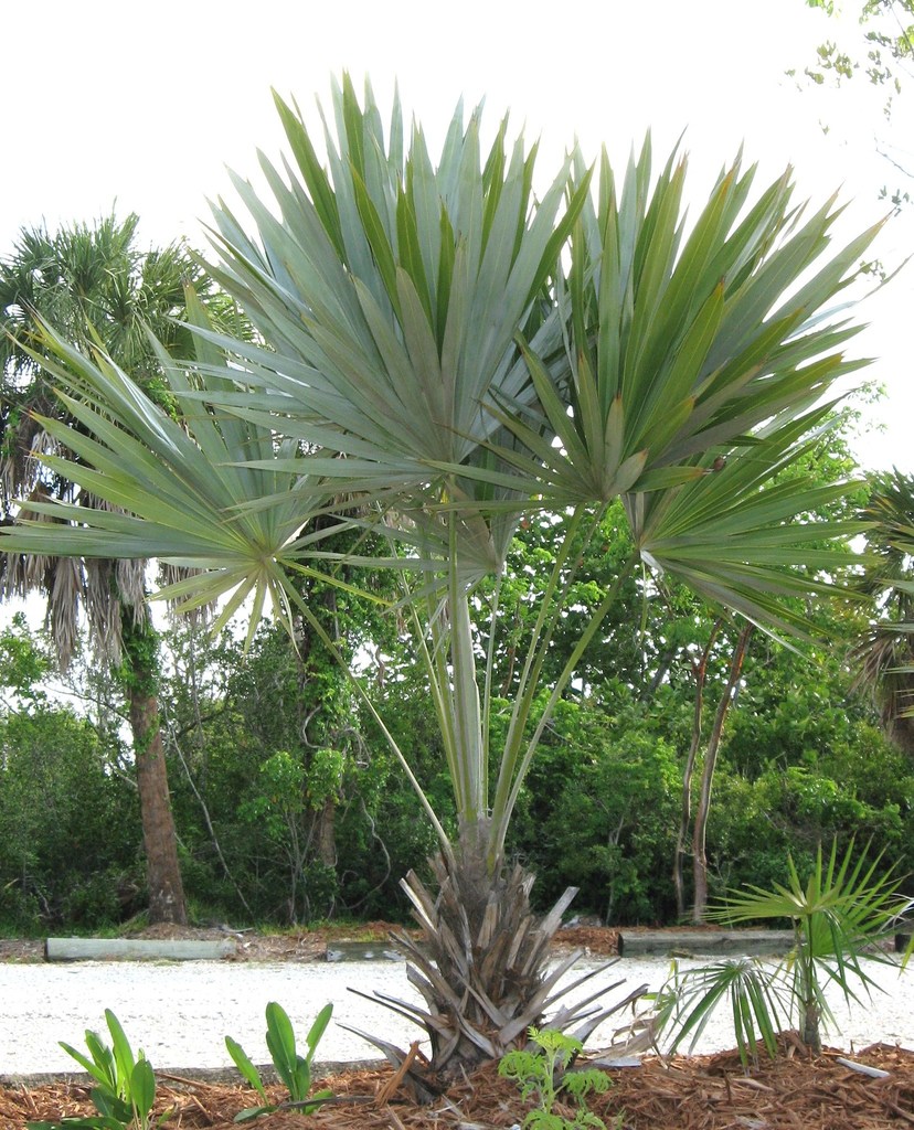 Leucothrinax