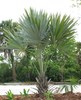 Key Thatch Palm - Photo (c) Jenny Evans, some rights reserved (CC BY-NC)