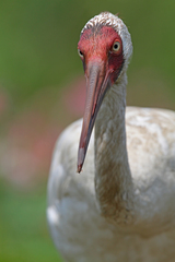 Leucogeranus leucogeranus