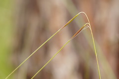 Austrostipa muelleri