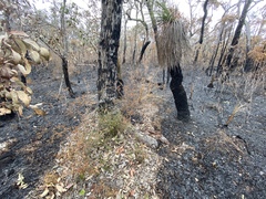 Xanthorrhoea platyphylla