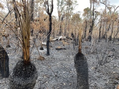 Xanthorrhoea platyphylla
