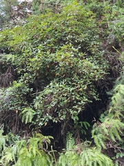Rhododendron ovatum