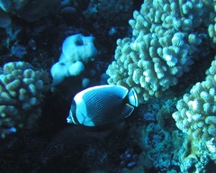 Chaetodon reticulatus