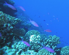 Mirolabrichthys pascalus