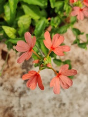 Crossandra