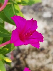 Mirabilis jalapa