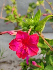 Mirabilis jalapa