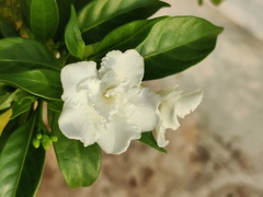 Tabernaemontana divaricata