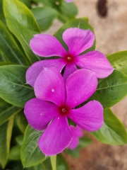 Catharanthus roseus