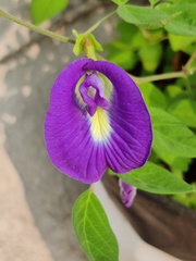 Clitoria ternatea