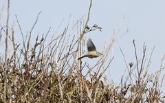 Curruca cantillans cantillans