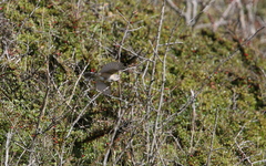 Curruca cantillans cantillans