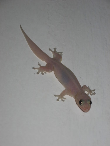 Common Four-clawed Gecko