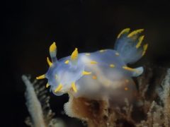 Polycera quadrilineata