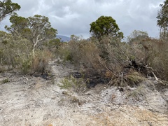 Melaleuca cuticularis