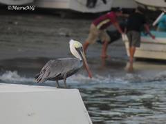 Pelecanus occidentalis