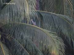 Nycticorax nycticorax