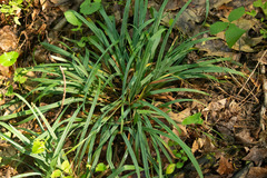 Carex laxiculmis