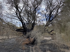 Melaleuca cuticularis