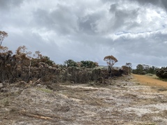 Melaleuca cuticularis