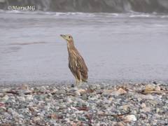 Nycticorax nycticorax