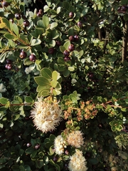 Syzygium buxifolium