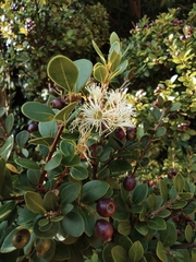 Syzygium buxifolium